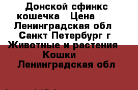 Донской сфинкс кошечка › Цена ­ 1 - Ленинградская обл., Санкт-Петербург г. Животные и растения » Кошки   . Ленинградская обл.